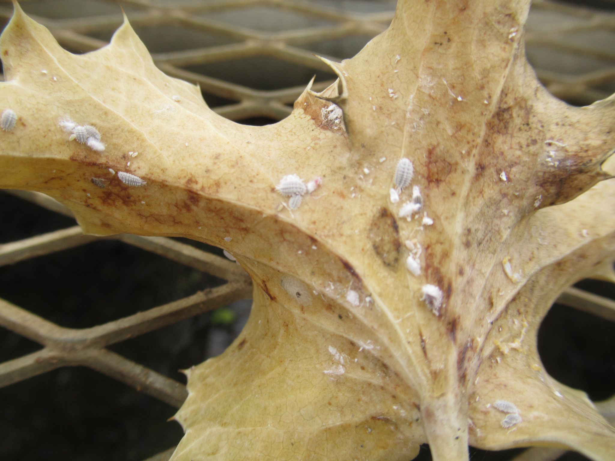 多肉植物や観葉植物に付着する白い粉のような害虫 コナカイガラムシ の駆除方法について Tameblo
